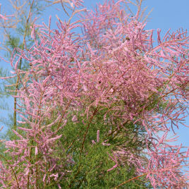 tamarix ramosissima -pink cascade